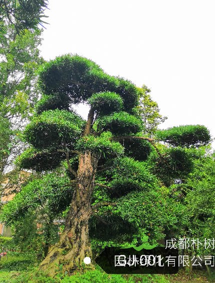 罗汉松的种子怎么种植最好？